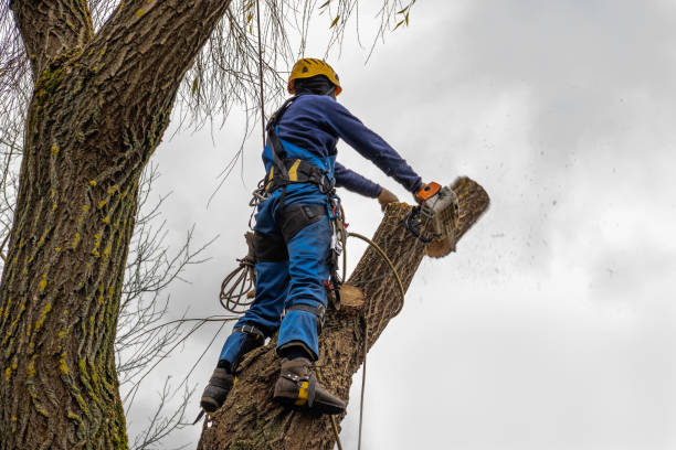 Best Storm Damage Tree Cleanup  in Cumberland Center, ME