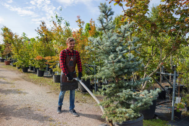 Best Tree Disease Treatment  in Cumberland Center, ME